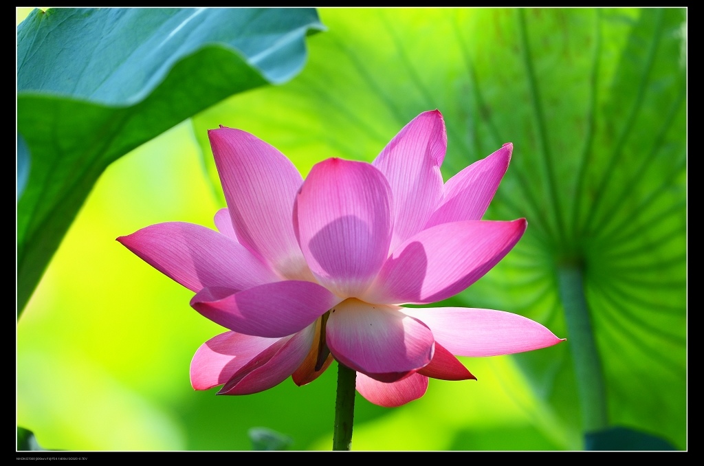 荷花2.jpg 荷花2.jpg