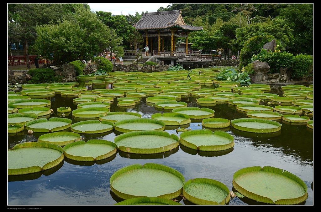 大王蓮1.jpg 大王蓮1.jpg