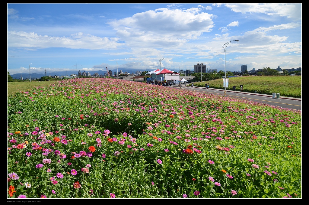 花海1.jpg