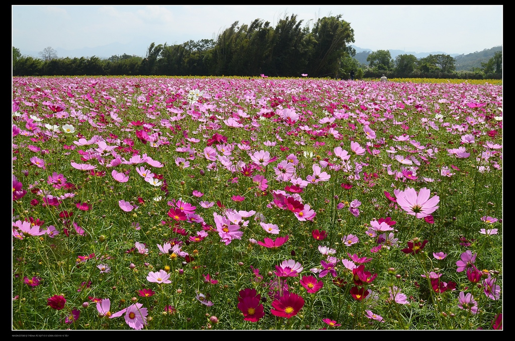 大波斯菊田1.jpg