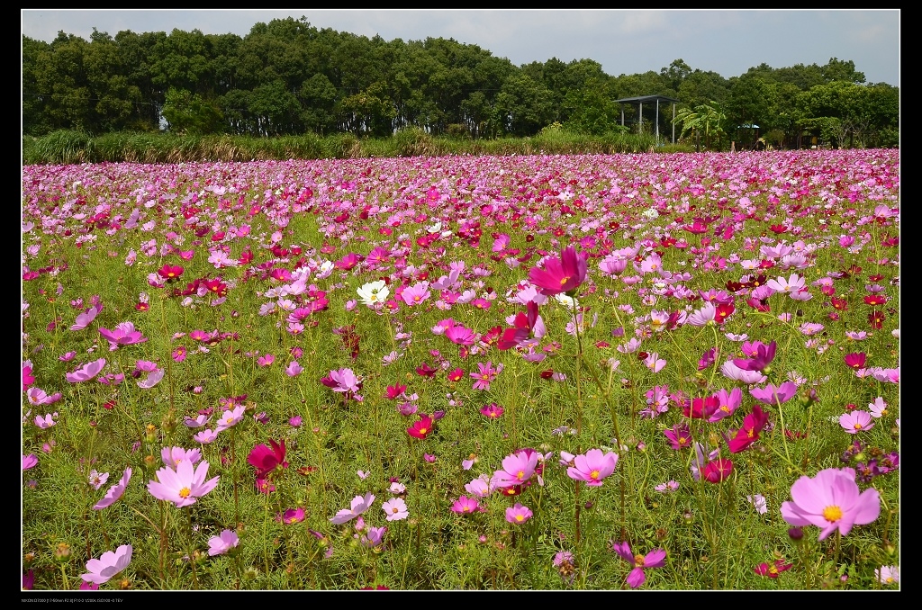 大波斯菊田2.jpg