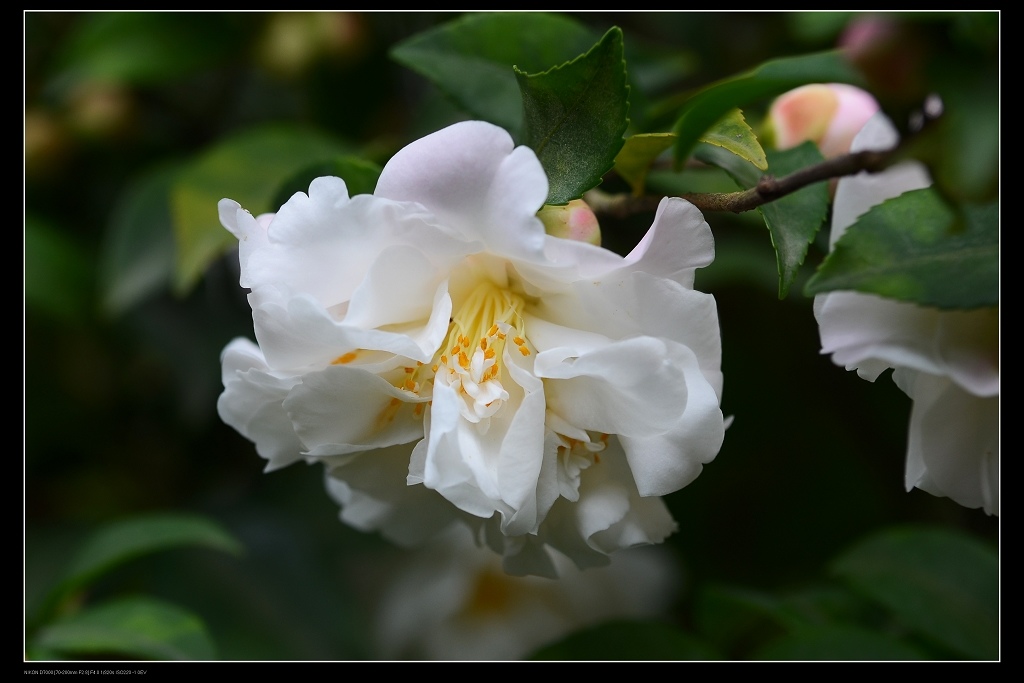 甜香水DSC_1537A.jpg 甜香水DSC_1537A.jpg