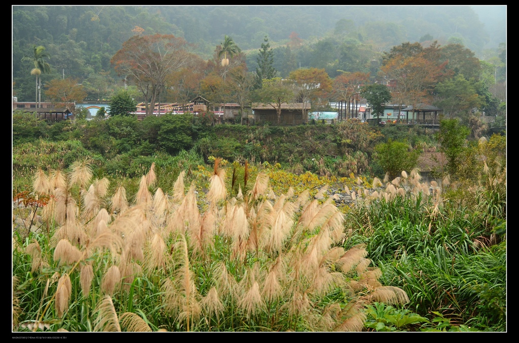 芒草.jpg 芒草.jpg