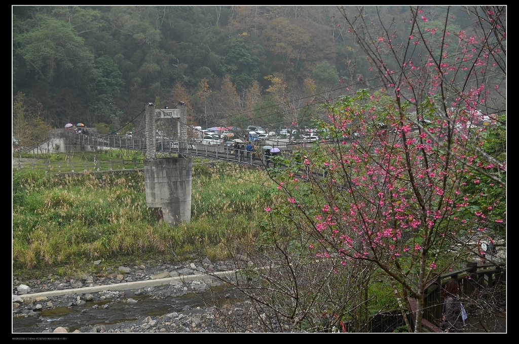 櫻花1.jpg 櫻花1.jpg