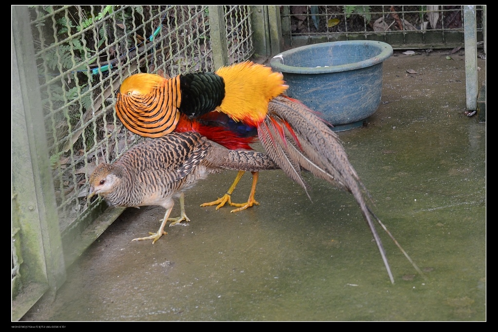 紅腹錦雞.jpg 紅腹錦雞.jpg