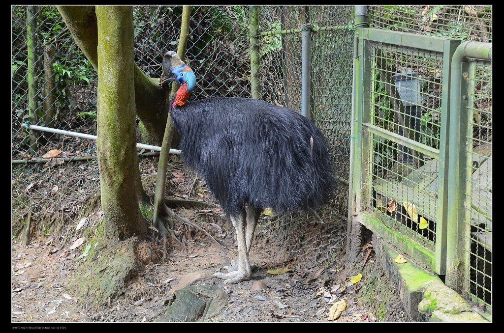 食火鳥.jpg