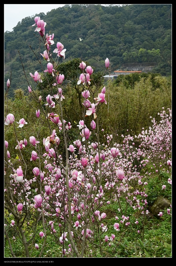 木蓮花.jpg