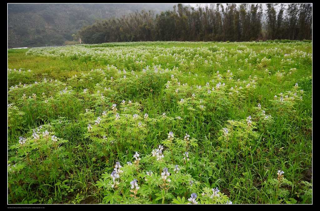 白色魯冰花2.jpg 白色魯冰花2.jpg