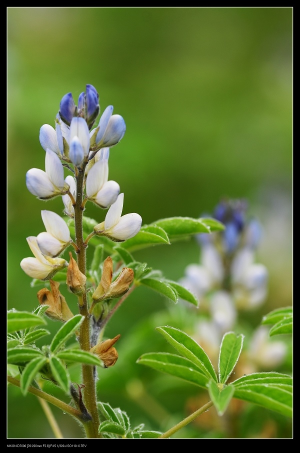 白色魯冰花3.jpg 白色魯冰花3.jpg
