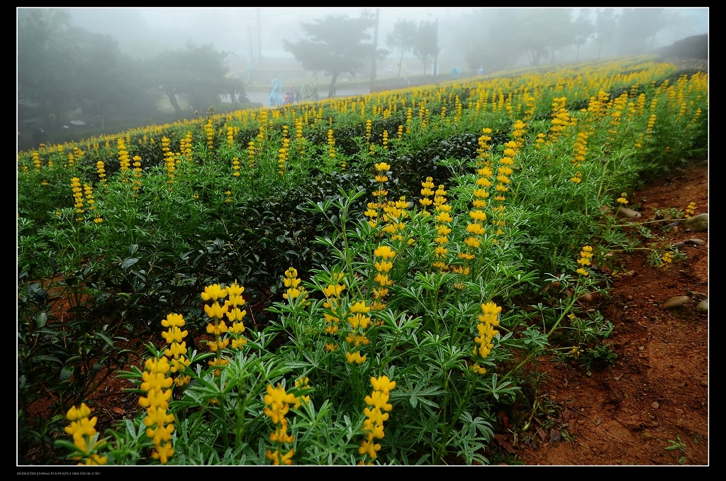 魯冰花田1.jpg 魯冰花田1.jpg