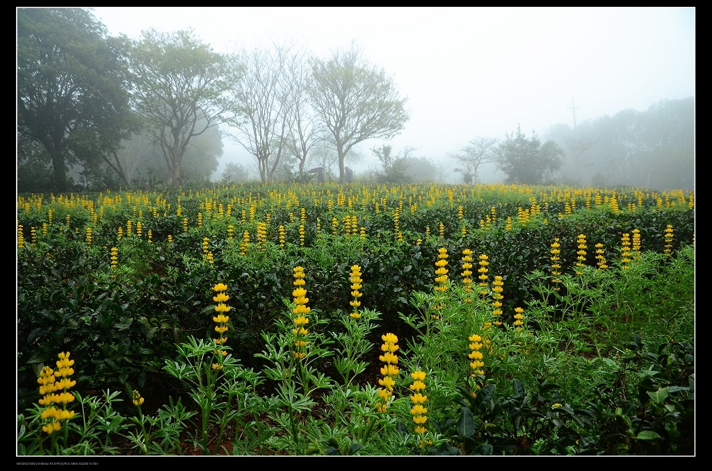 魯冰花田2.jpg 魯冰花田2.jpg
