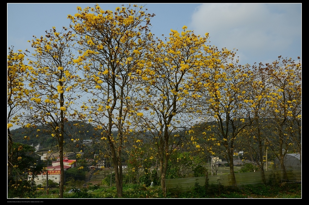 黃花風鈴木1.jpg