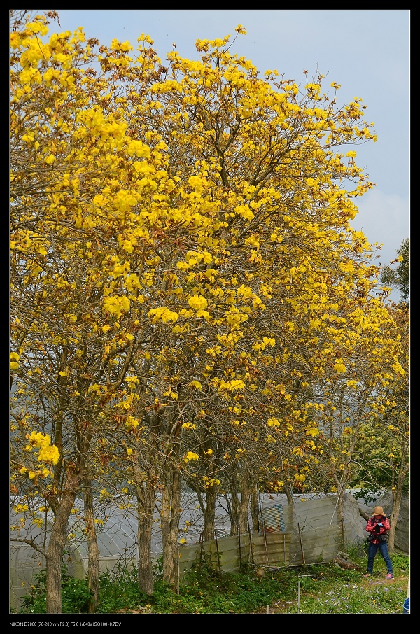 黃花風鈴木3.jpg