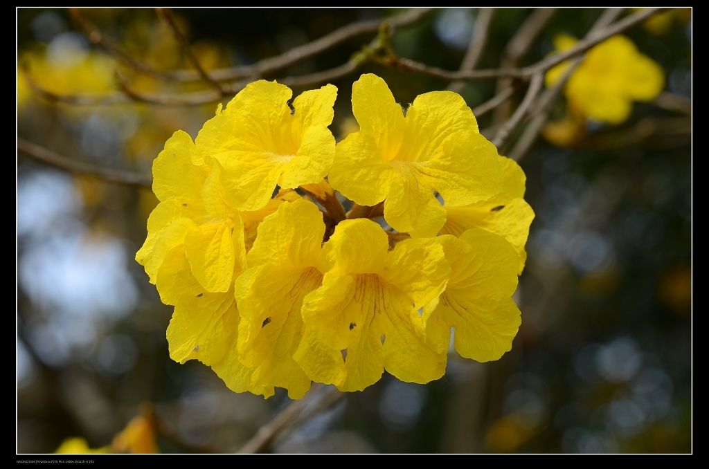 黃花風鈴木9.jpg 黃花風鈴木9.jpg