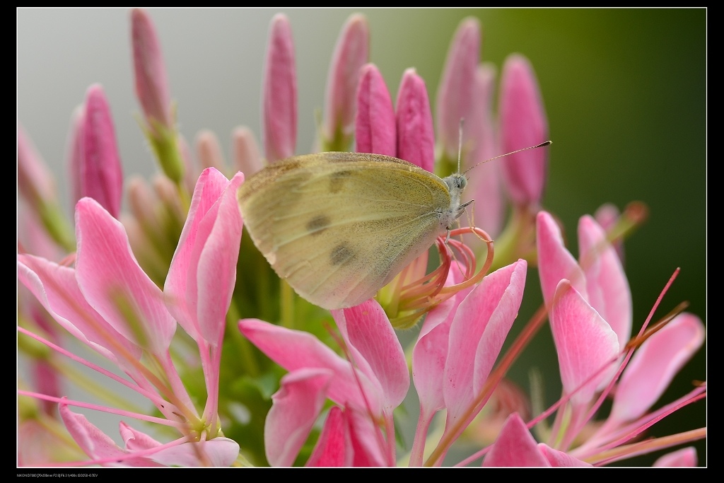 醉蝶花11.jpg 醉蝶花11.jpg