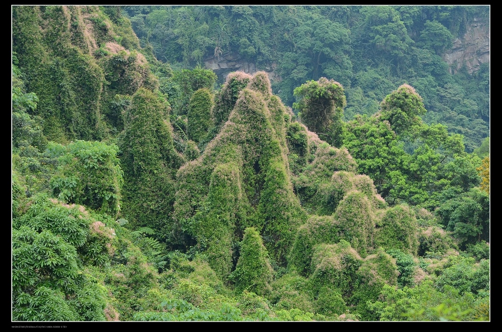 寄生植物.jpg