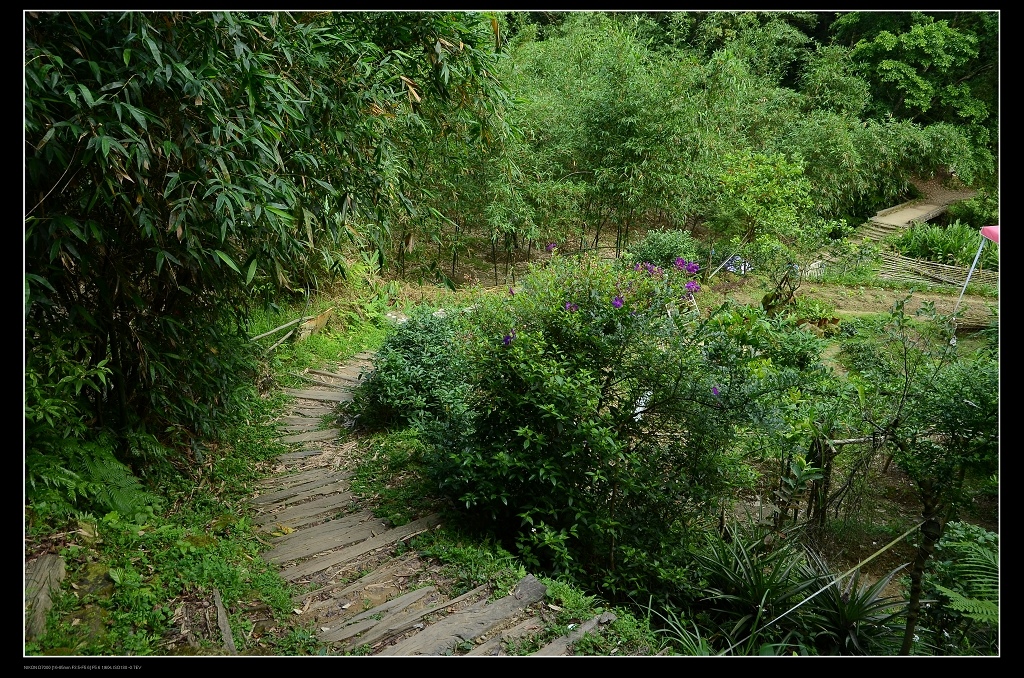 登山步道2.jpg