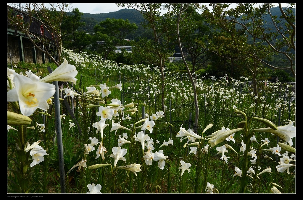 百合花田1.jpg