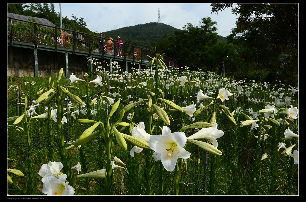 百合花田.jpg