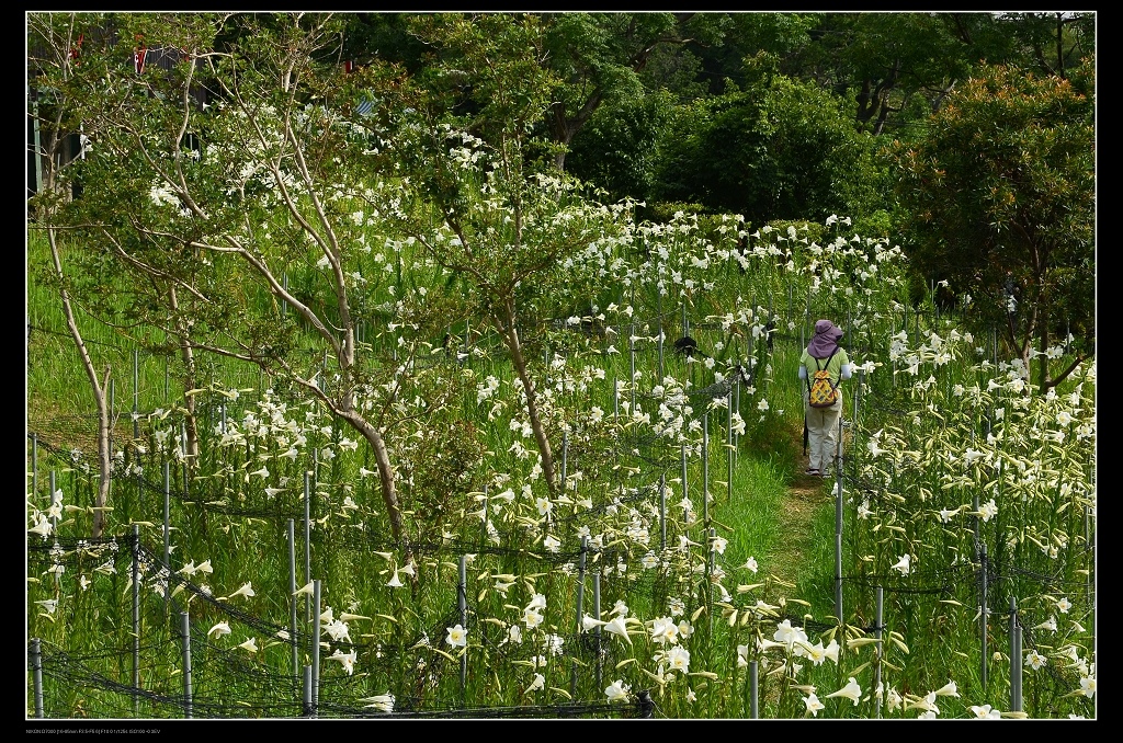 百合花步道1.jpg