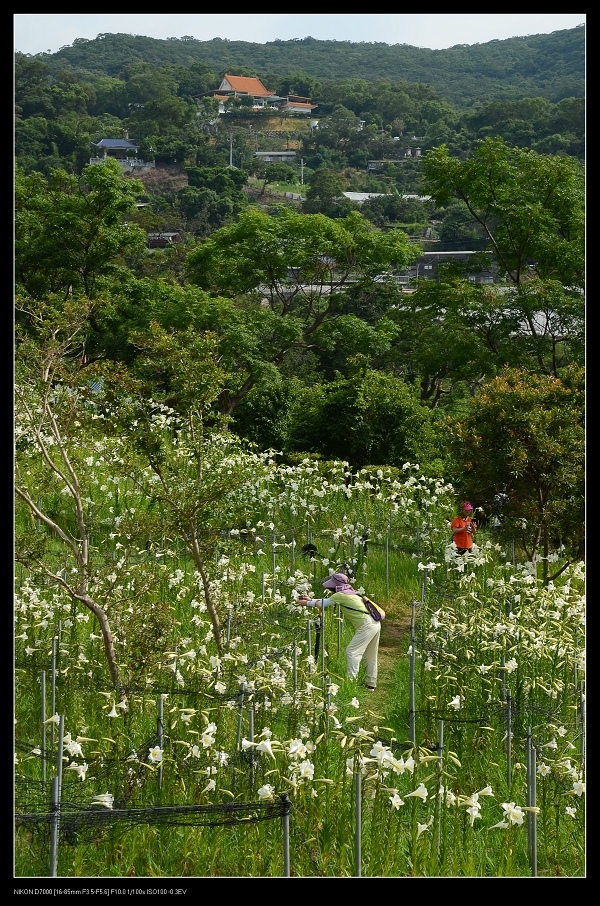 百合花步道.jpg