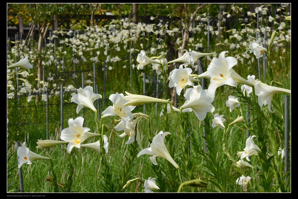 百合花田3.jpg