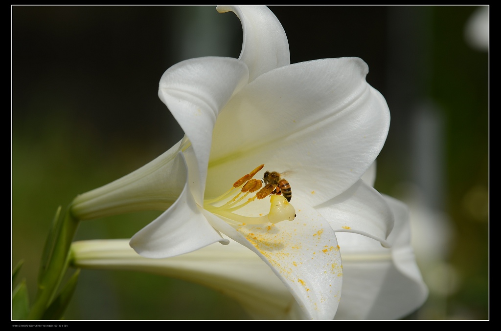 百合花蜜蜂3.jpg