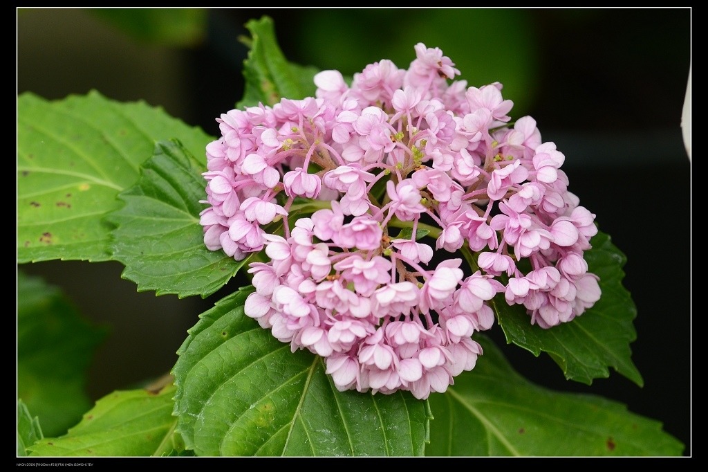 繡球花10.jpg