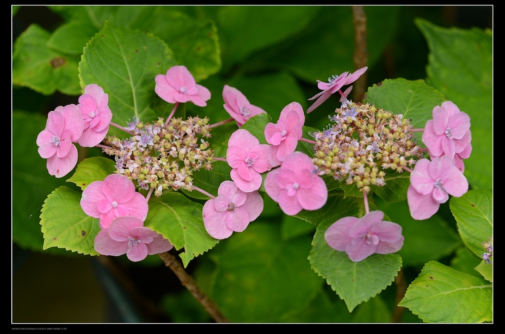 繡球花11.jpg