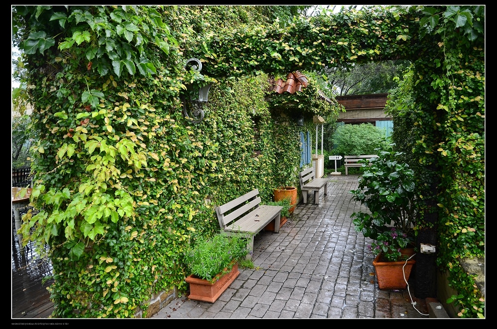 藤蔓牆1.jpg 藤蔓牆1.jpg