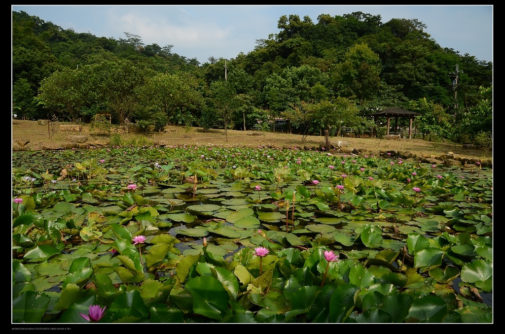 苓蘭荷花池1.jpg