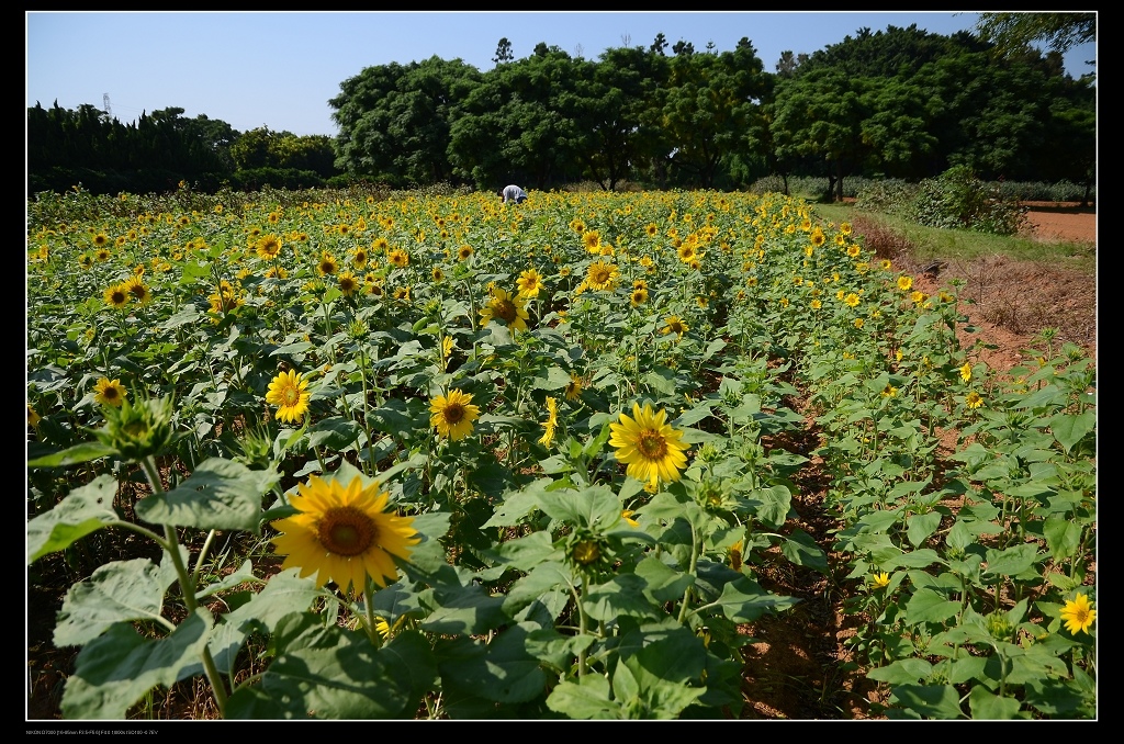 向日葵花田.jpg