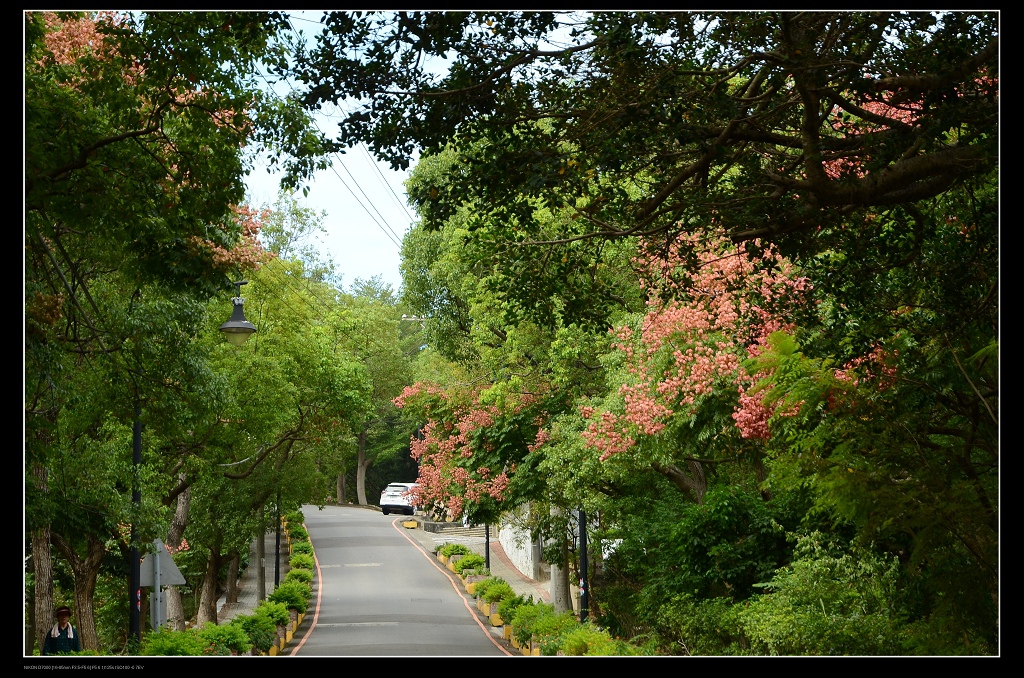 欒樹步道.jpg