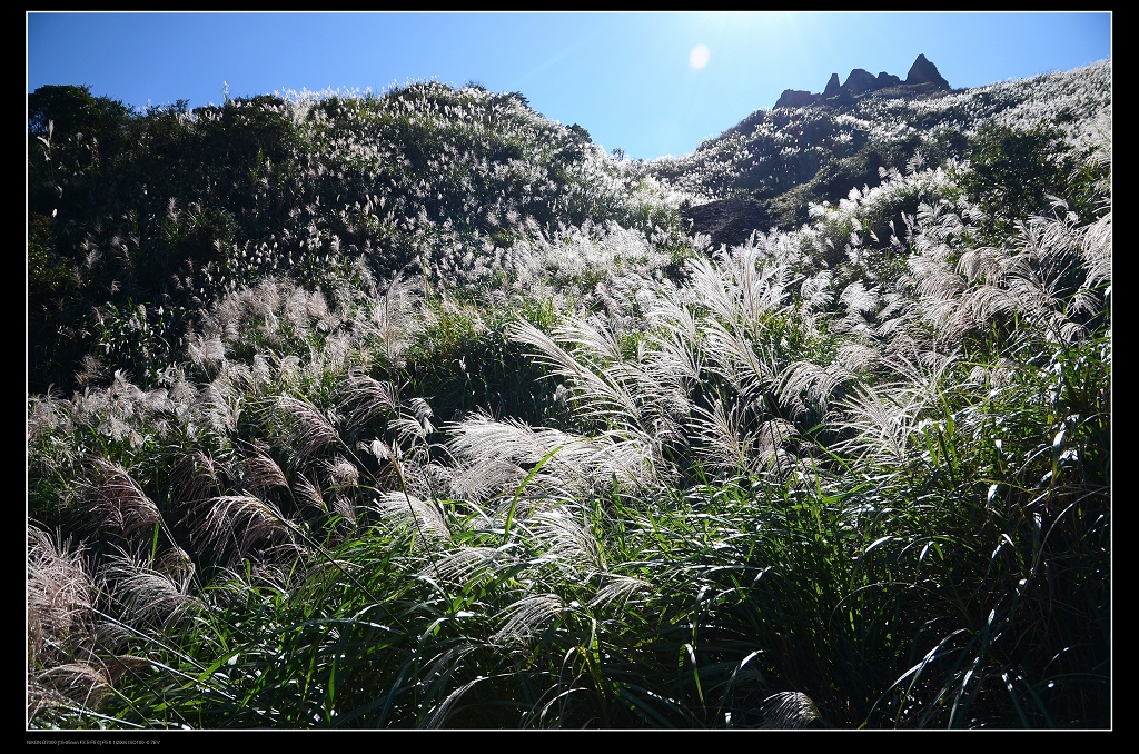 芒草山1.jpg