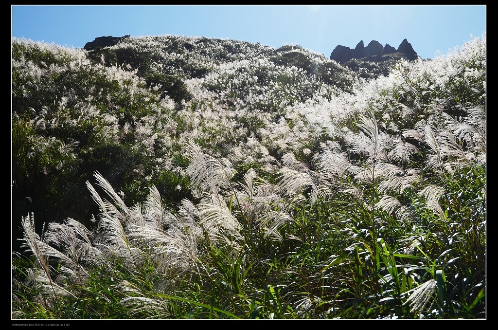 芒草山2.jpg