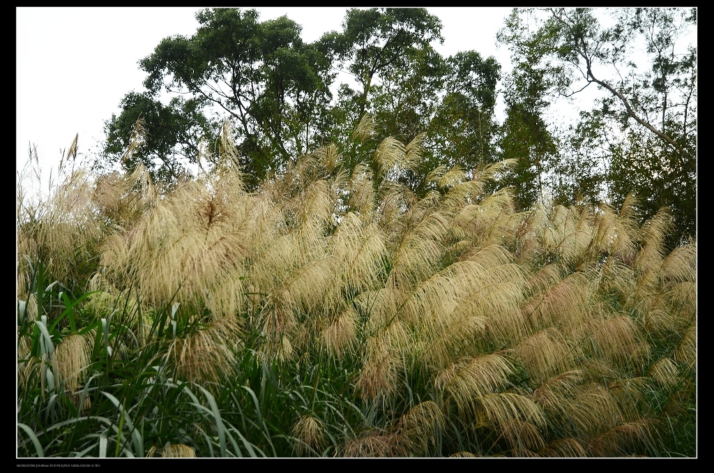 芒草.jpg 芒草.jpg