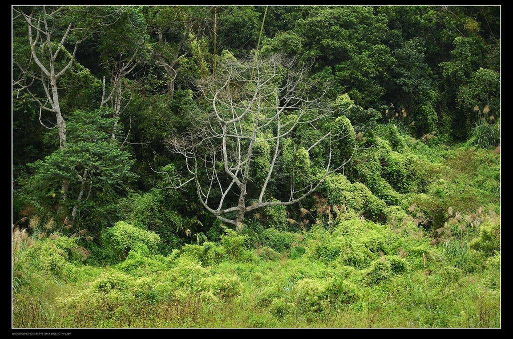 枯樹.jpg 枯樹.jpg