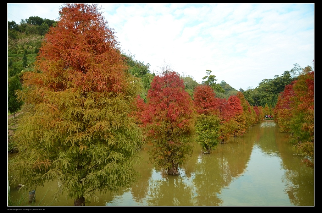 落羽松.jpg 落羽松.jpg