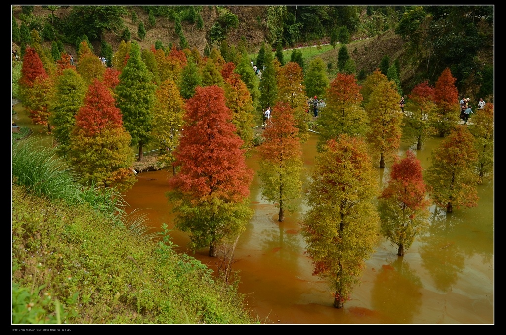 落羽松3.jpg 落羽松3.jpg