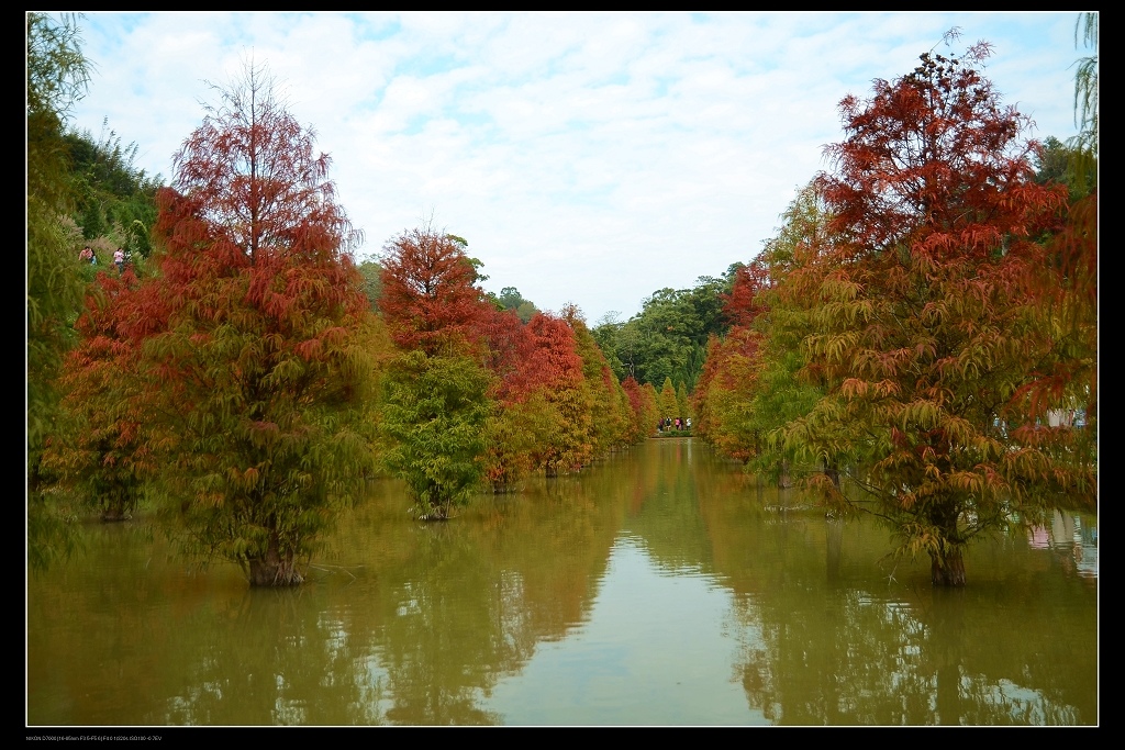 落羽松1.jpg 落羽松1.jpg