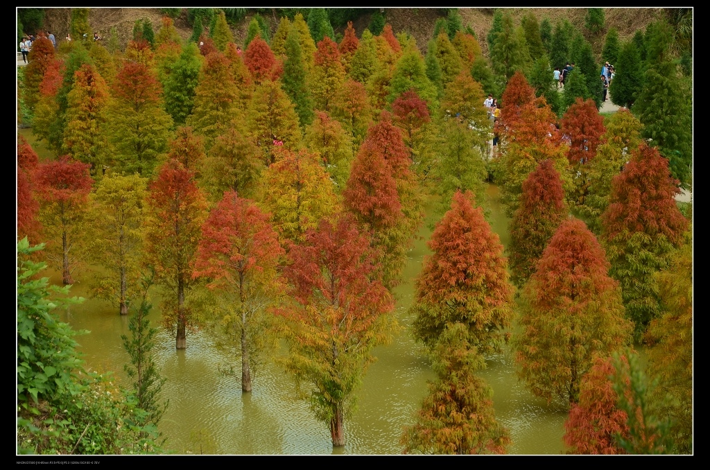 落羽松2.jpg 落羽松2.jpg