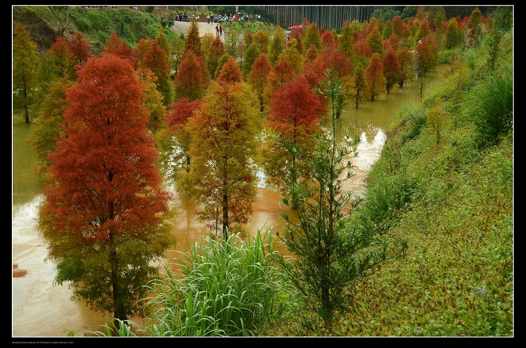 落羽松4.jpg 落羽松4.jpg