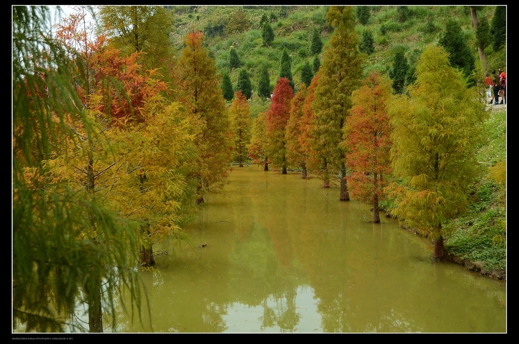 落羽松5.jpg 落羽松5.jpg