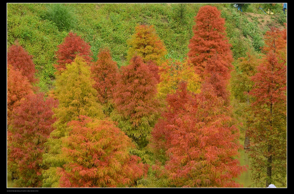 落羽松7.jpg 落羽松7.jpg