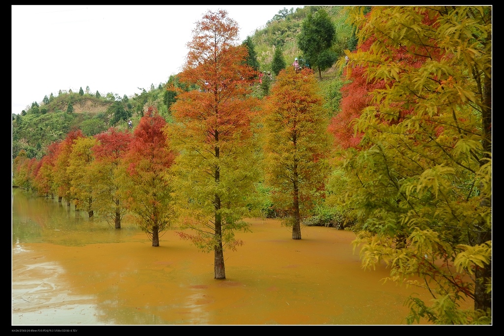 落羽松6.jpg 落羽松6.jpg