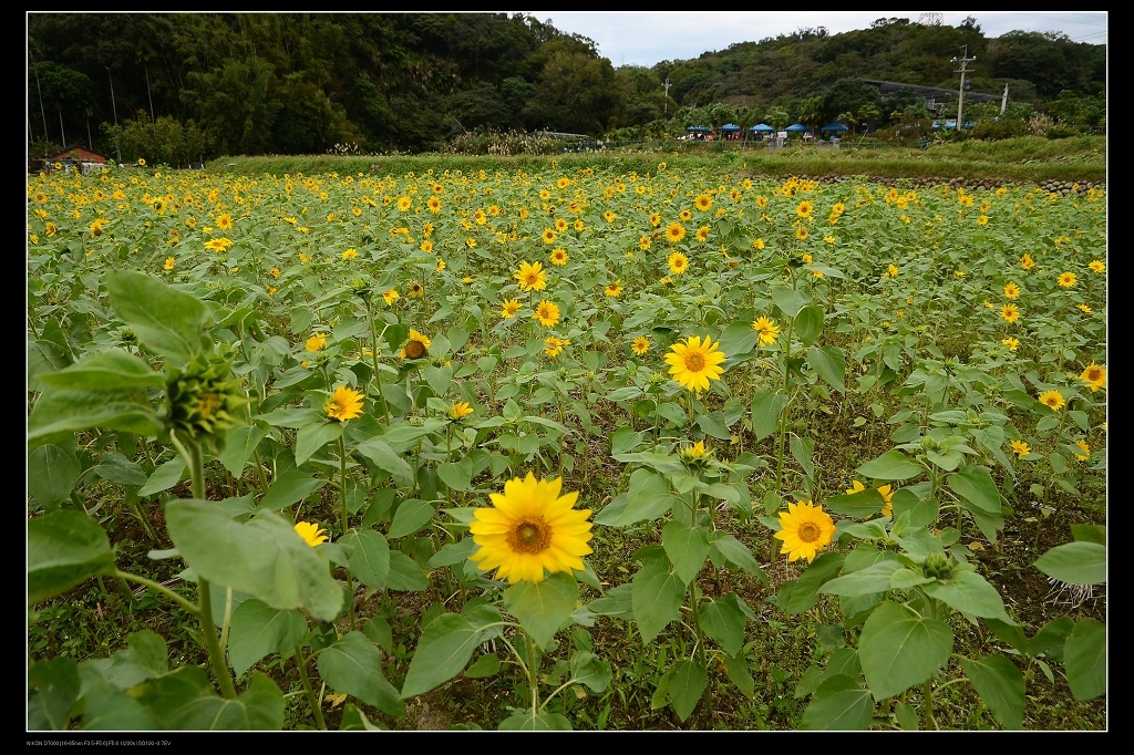 向日葵花田.jpg