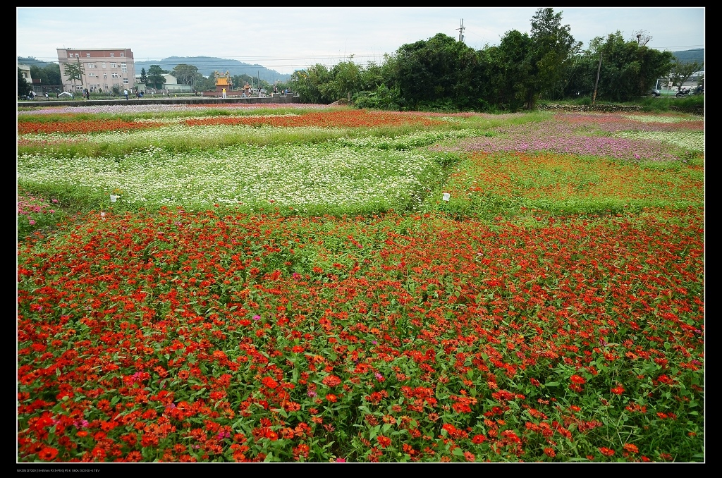 花田.jpg