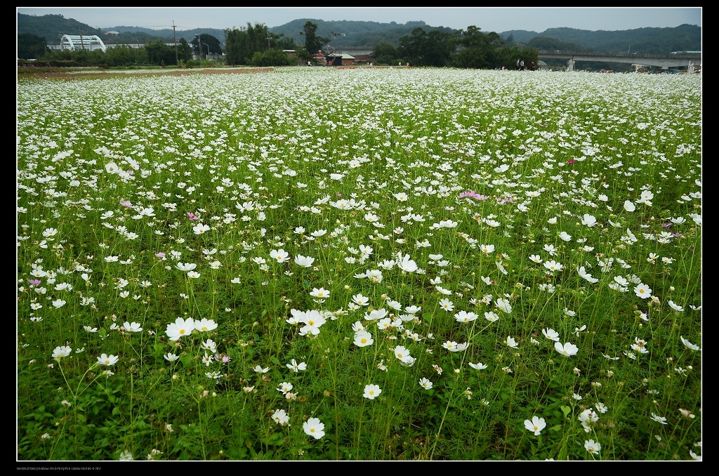 波斯菊花海.jpg