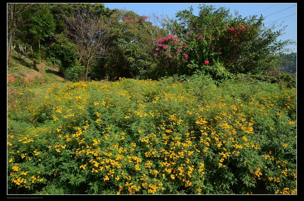 芳香萬壽菊.jpg 芳香萬壽菊.jpg