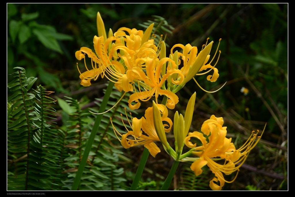 金花石蒜.jpg 金花石蒜.jpg